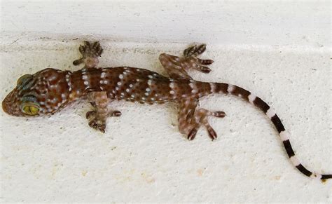 hpuse gecko